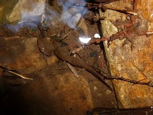Idaho Giant Salamander