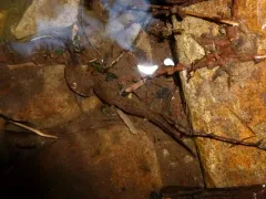 Idaho Giant Salamander thumbnail 1