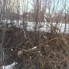 pussy willow thumbnail 1