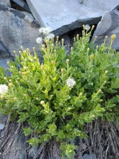 mount shasta arnica thumbnail 2