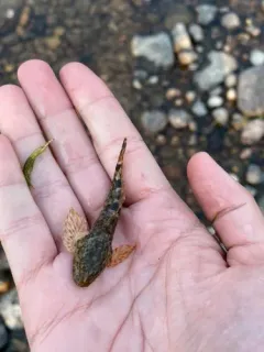 Mountain Sculpin thumbnail 2