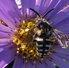California Digger-cuckoo Bee thumbnail 4