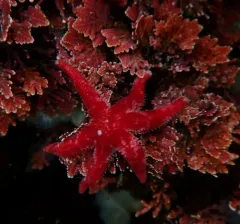 Six-rayed Star thumbnail 2