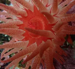 Cribrinopsis rubens thumbnail 3