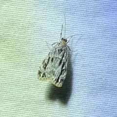 Striped Eudonia Moth thumbnail 3