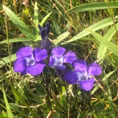 Rocky Mountain Fringed Gentian thumbnail 2
