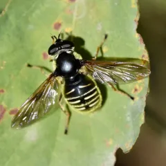 Narrow-banded Pond Fly thumbnail 4