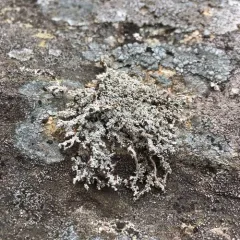 Finger-scale Foam thumbnail 3
