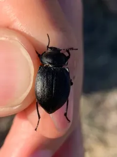Stenomorpha polita thumbnail 2