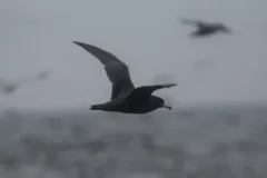 Flesh-footed Shearwater thumbnail 3