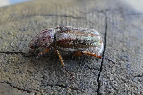 Dichelonyx vicinus