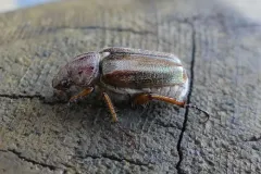 Dichelonyx vicinus thumbnail 1
