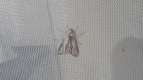 Cucullia eulepis