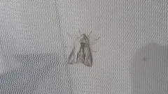 Cucullia eulepis thumbnail 1