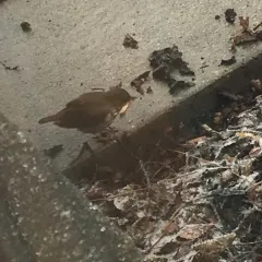 Hermit Thrush thumbnail 2