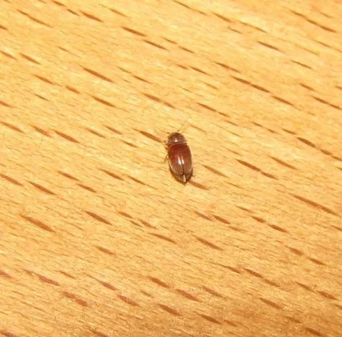 Tobacco Beetle