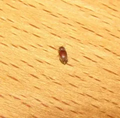 Tobacco Beetle thumbnail 1