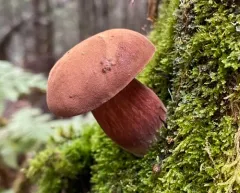 Bay Bolete thumbnail 4