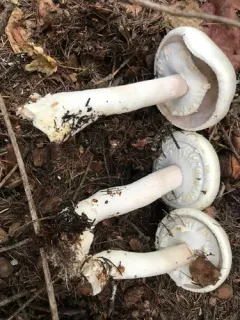 Agaricus albolutescens thumbnail 1