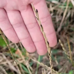slender wheat grass thumbnail 3