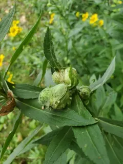 Asphondylia autumnalis thumbnail 4