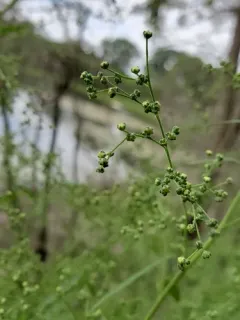 Woodland Goosefoot thumbnail 4