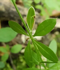 Liriomyza galiivora thumbnail 4