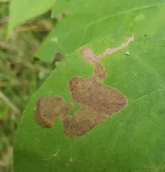 Desmodium Leaf-mining Beetle thumbnail 3