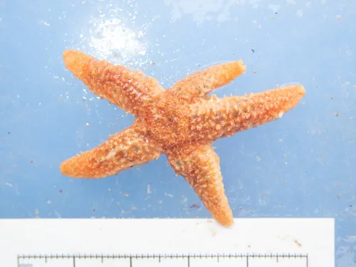 Greenland Star