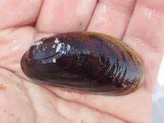 Corduroy Mussel thumbnail 2
