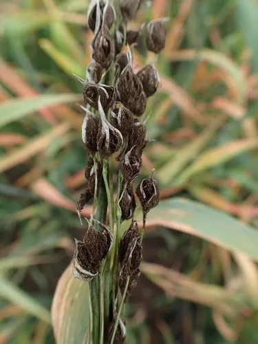 semiloose smut of oats