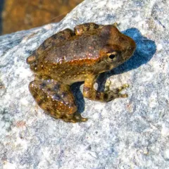 Foothill Yellow-legged Frog thumbnail 3