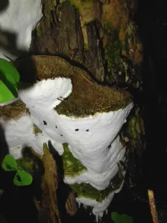 Noble Polypore thumbnail 4