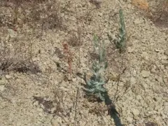 Ertter's Ragwort thumbnail 4
