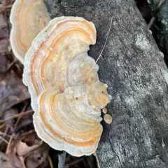 Gilled Polypore thumbnail 3
