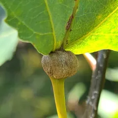 Aspen Petiole Gall Moth thumbnail 3