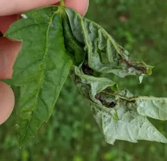 Dasineura aceris thumbnail 3