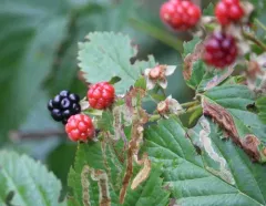 Pennsylvania Blackberry thumbnail 4