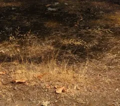 colonial bent thumbnail 3