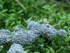 Fuligo gyrosa thumbnail 3