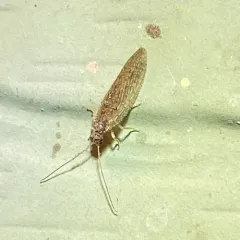 Antique Brown Lacewing thumbnail 2