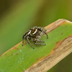 Hoy's Jumping Spider thumbnail 4
