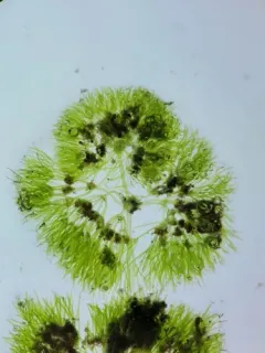 Dwarf Stonewort thumbnail 2