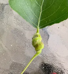 Poplar Spiral Gall Aphid thumbnail 2