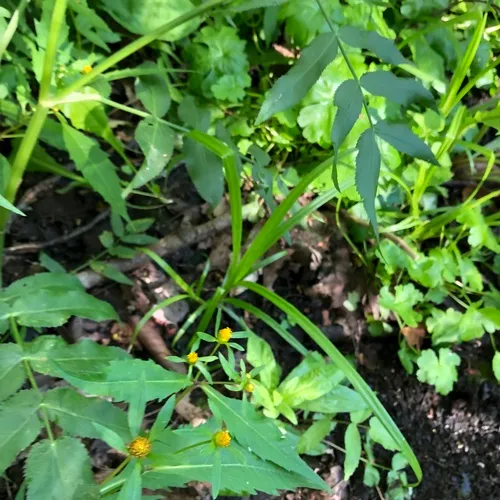 Purplestem Beggarticks