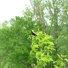 Bobolink thumbnail 3