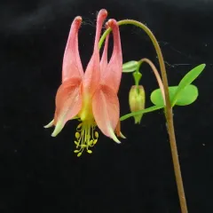 red columbine thumbnail 4