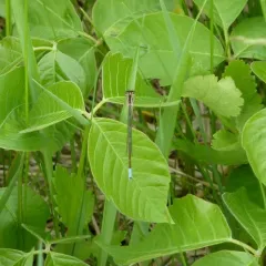 Taiga Bluet thumbnail 4