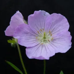 wild geranium thumbnail 4