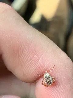 Gulf Coast Tick thumbnail 4